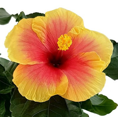 Hibiscus "Seppe" - Hawaii Hibiskus