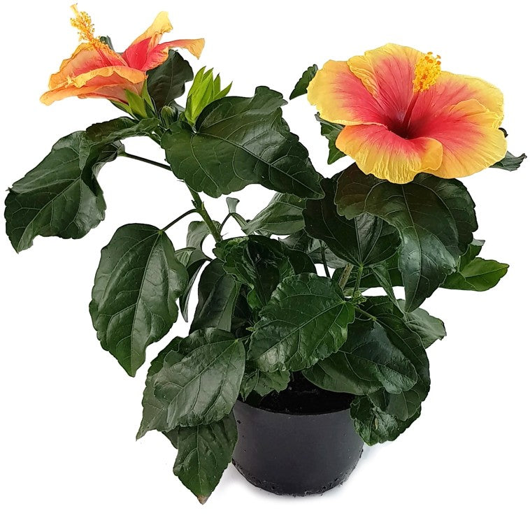 Hibiscus "Seppe" - Hawaii Hibiskus
