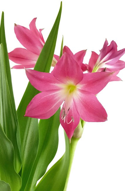 Crinum &quot;Ellen Bosanquet&quot; - Blumenzwiebel