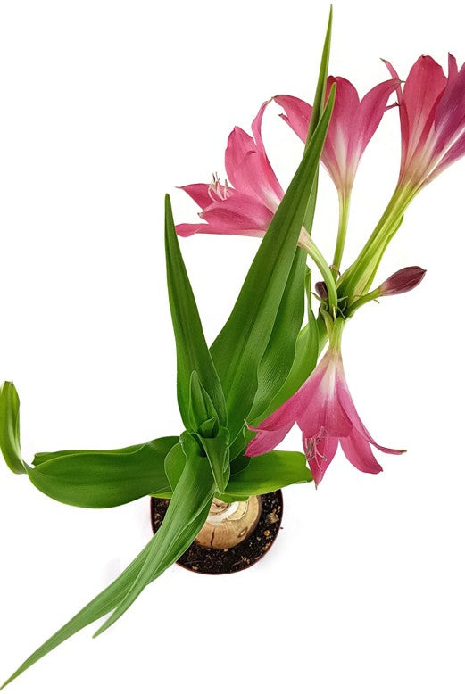 Crinum &quot;Ellen Bosanquet&quot; - Blumenzwiebel