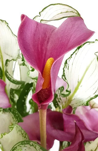 Zantedeschia &quot;Frozen Queen&quot; - Aronstabgewächs