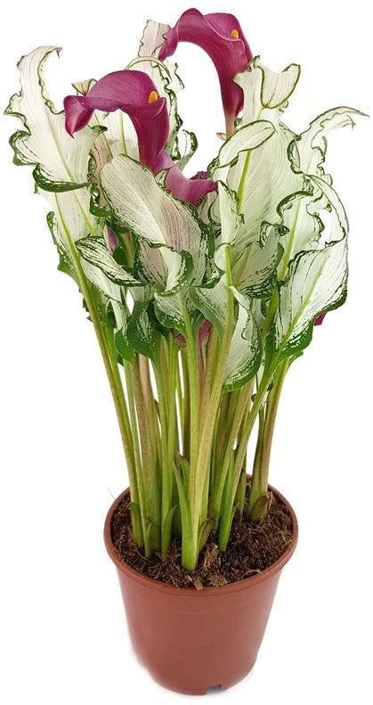 Zantedeschia "Frozen Queen" - Aronstabgewächs