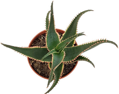 Aloe cv. &quot;Red Dragon&quot; - Sukkulente