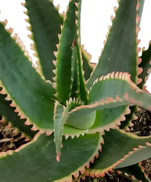 Aloe cv. &quot;Red Dragon&quot; - Sukkulente