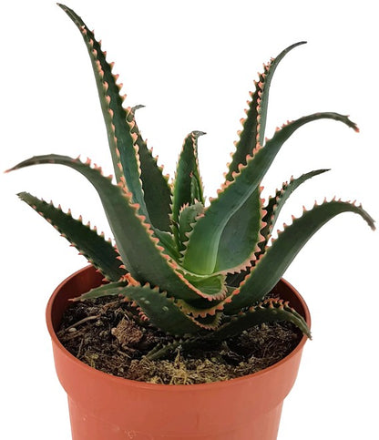 Aloe cv. &quot;Red Dragon&quot; - Sukkulente