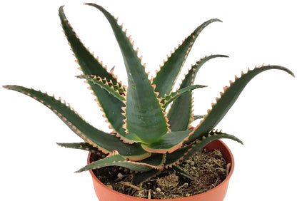 Aloe cv. &quot;Red Dragon&quot; - Sukkulente