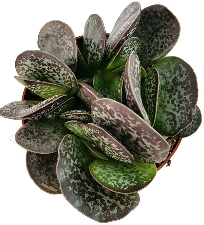 Adromischus maculatus - geflecktes Dickblatt