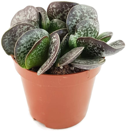 Adromischus maculatus - geflecktes Dickblatt