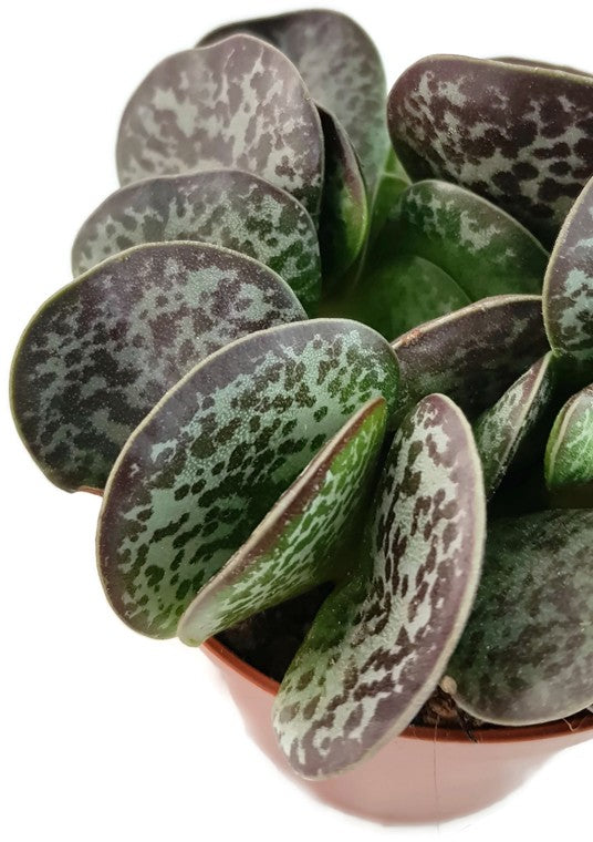 Adromischus maculatus - geflecktes Dickblatt