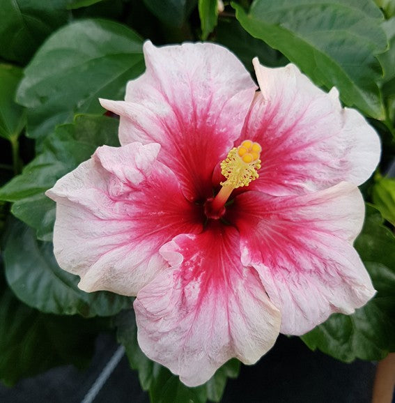 Hibiscus &quot;Pink Dream&quot;  - Hawaii Hibiskus