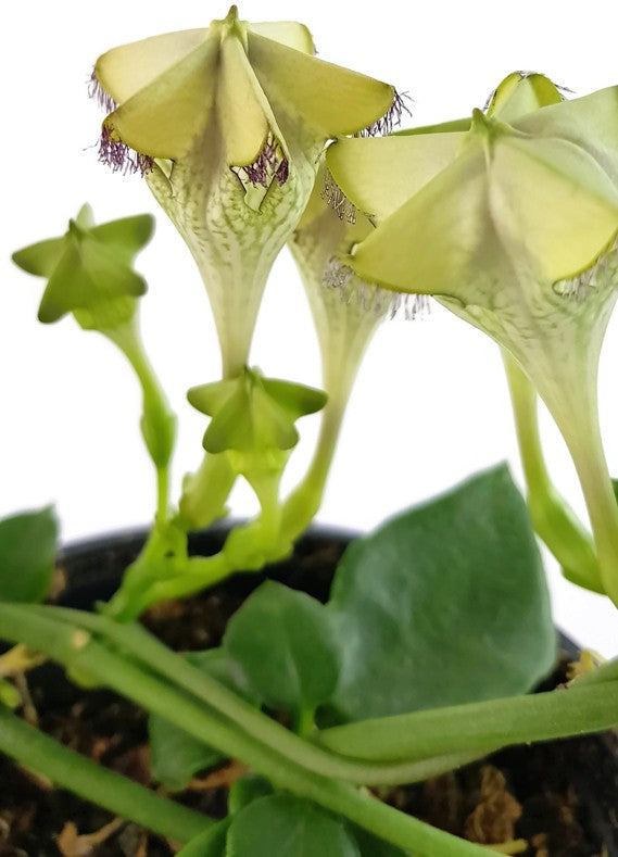 Ceropegia sandersonii Hybride &quot;Monteroie&quot; - Leuchterblume