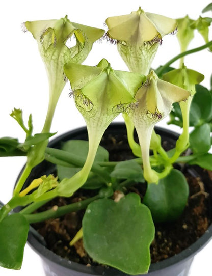 Ceropegia sandersonii Hybride &quot;Monteroie&quot; - Leuchterblume