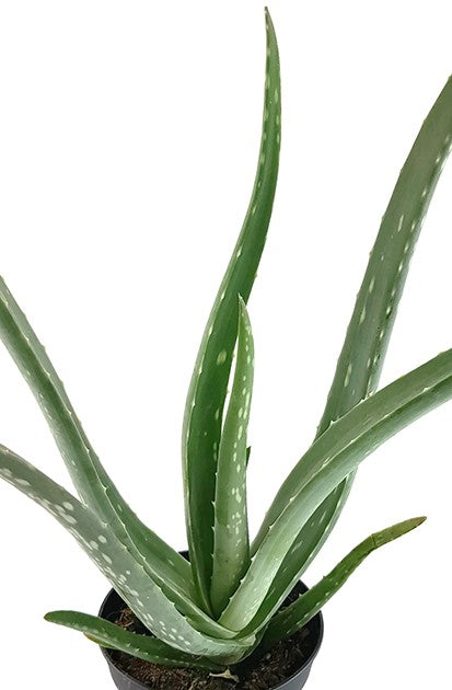 Aloe Vera - Heilpflanze mit Biosiegel