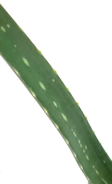 Aloe Vera - Heilpflanze mit Biosiegel