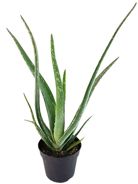 Aloe Vera - Heilpflanze mit Biosiegel