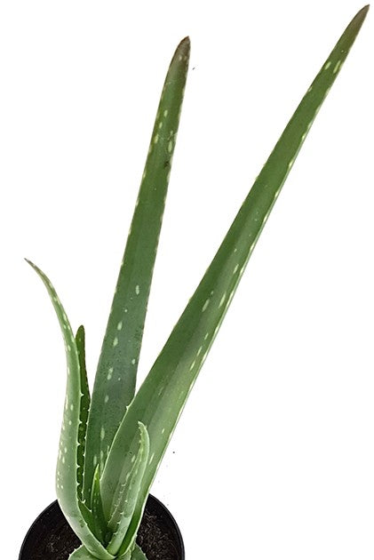 Aloe Vera - Heilpflanze mit Biosiegel