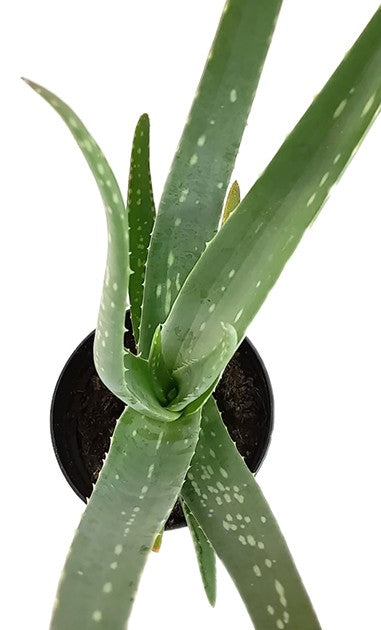 Aloe Vera - Heilpflanze mit Biosiegel