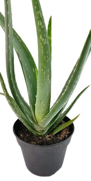 Aloe Vera - Heilpflanze mit Biosiegel