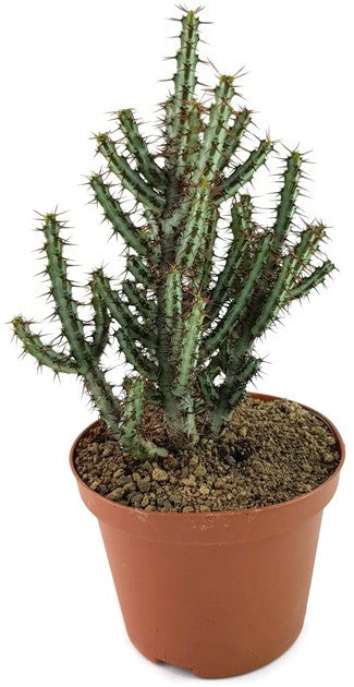 Euphorbia aeruginosa - Sukkulente