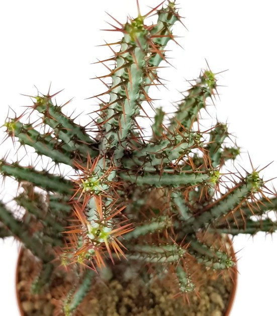 Euphorbia aeruginosa - Sukkulente