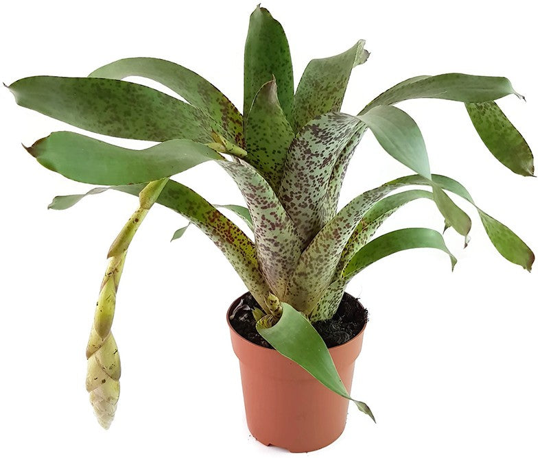 Vriesea pardalina "Lacy" - Bromelie