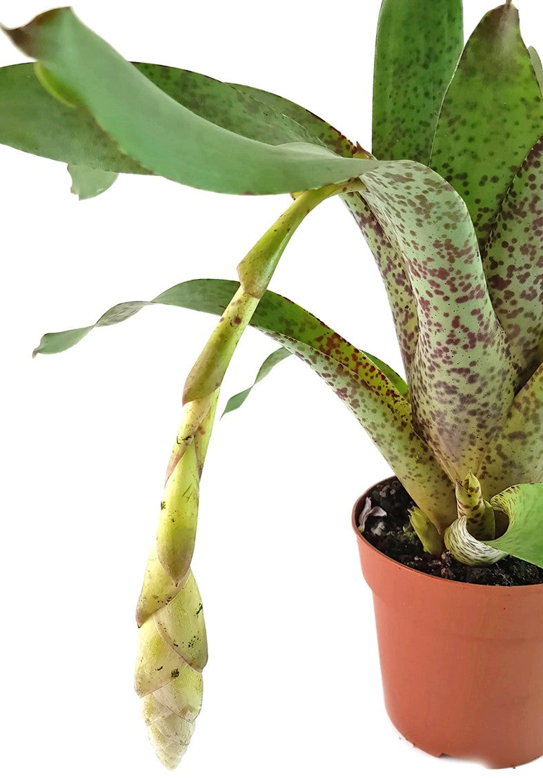 Vriesea pardalina "Lacy" - Bromelie