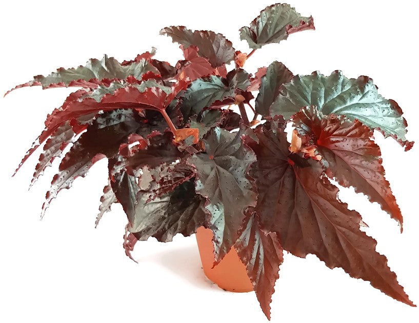 Begonia &quot;Black Magic&quot; - Begonie