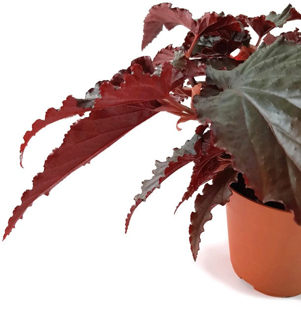 Begonia &quot;Black Magic&quot; - Begonie