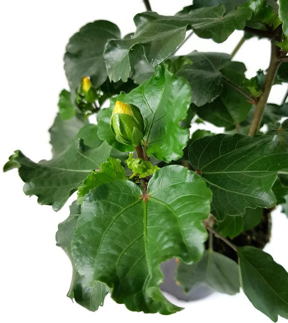 Hibiscus rosa-sinensis - Hibiskus