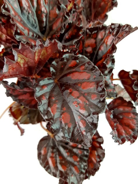 Begonia &quot;Blood &amp; Tears&quot; - Blutbegonie