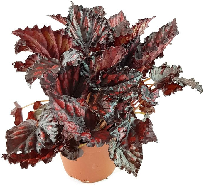 Begonia &quot;Blood &amp; Tears&quot; - Blutbegonie