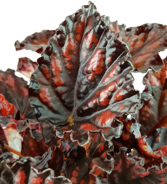 Begonia "Blood & Tears" - Blutbegonie