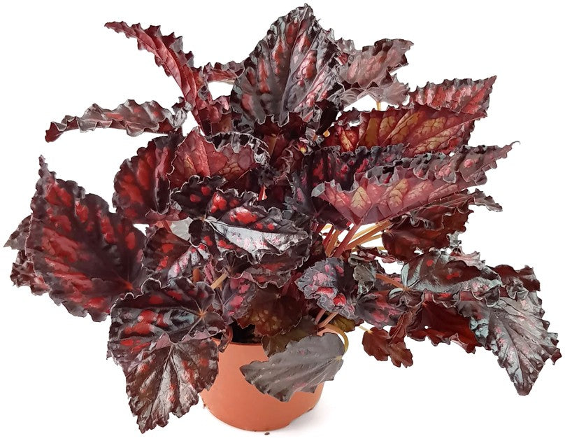 Begonia "Blood & Tears" - Blutbegonie