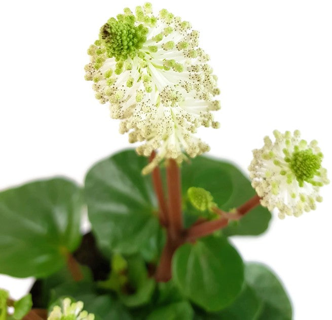 Peperomia fraseri - Klobürstenpflanze