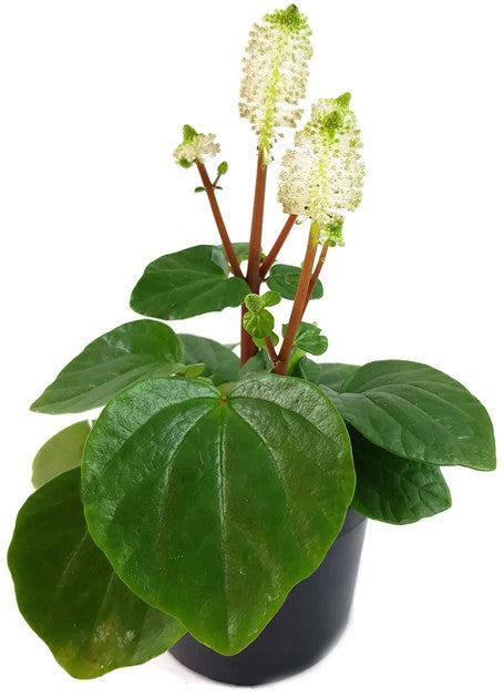 Peperomia fraseri - Klobürstenpflanze