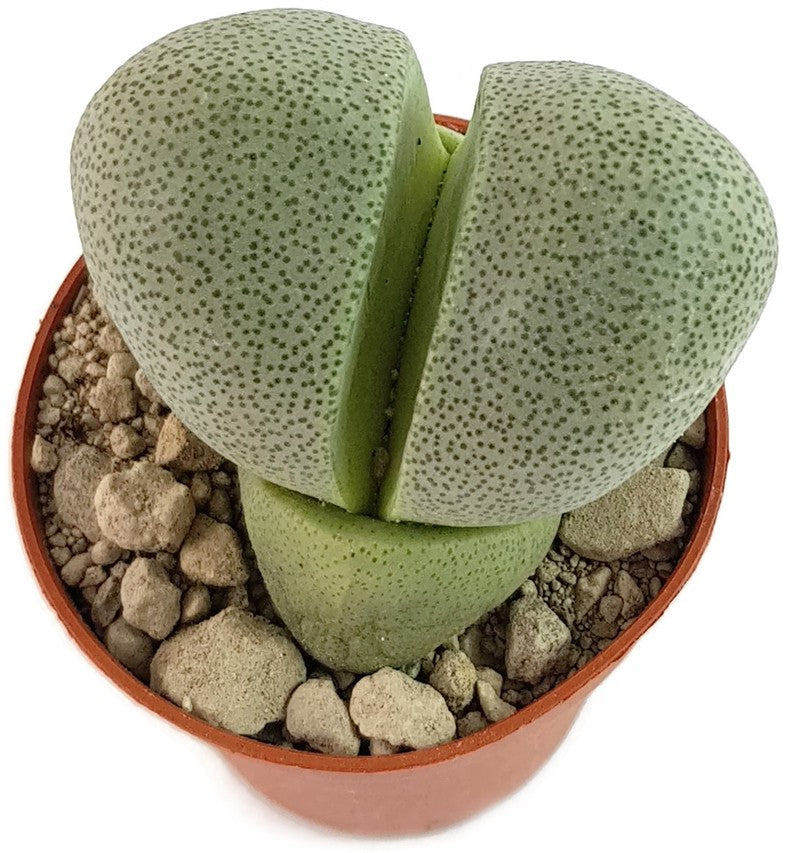 Pleiospilos nelii Set - lebender Granit