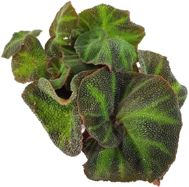 Begonia rex Hybride - Begonie