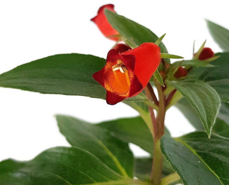 Gloxinia sylvatica - Seemannsglöckchen