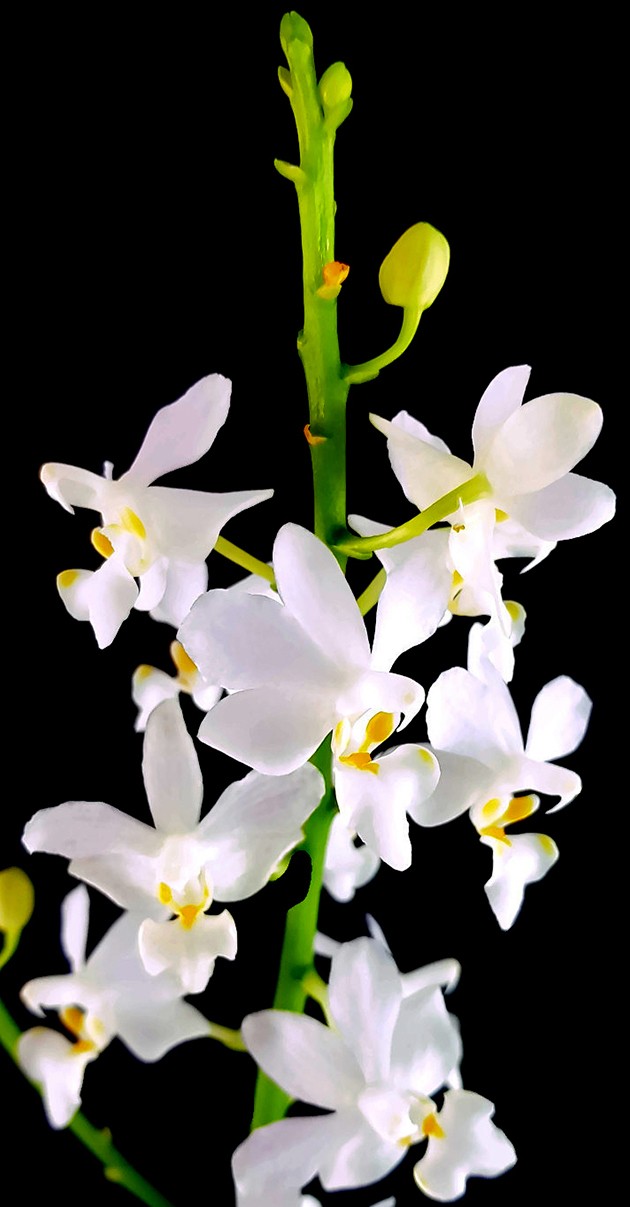 Doritis pulcherrima "Alba" - Orchidee
