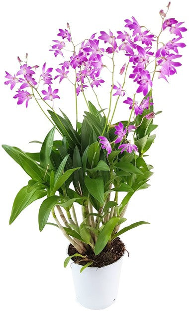 Dendrobium kingianum "Berry Oda" - Orchidee SALE ohne Blüten