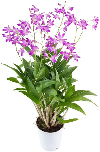 Dendrobium kingianum &quot;Berry Oda&quot; - Orchidee