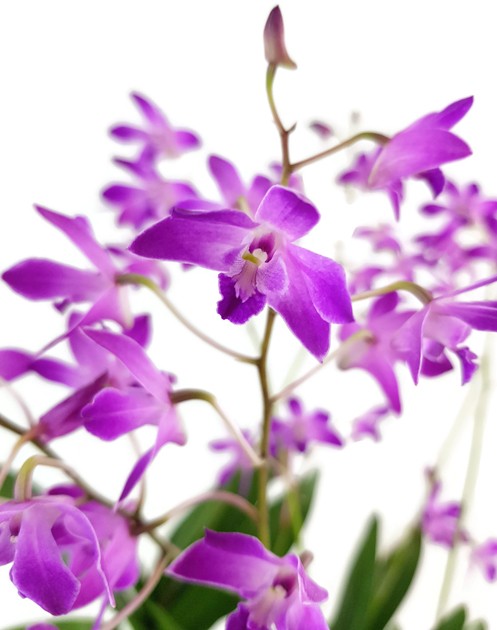 Dendrobium kingianum &quot;Berry Oda&quot; - Orchidee SALE ohne Blüten