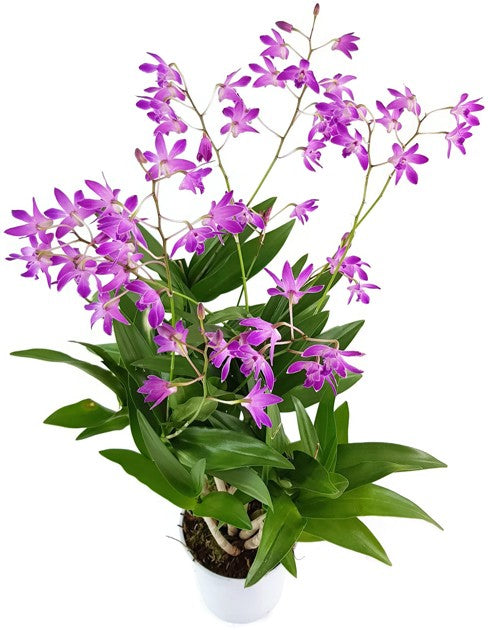 Dendrobium kingianum &quot;Berry Oda&quot; - Orchidee