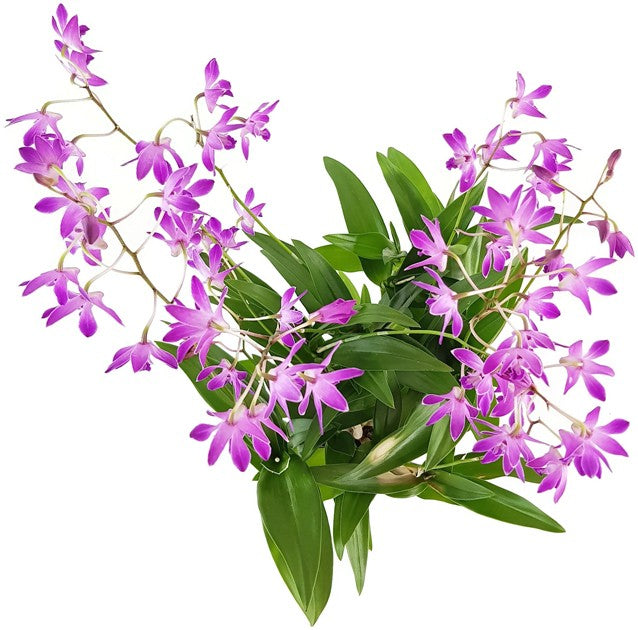 Dendrobium kingianum &quot;Berry Oda&quot; - Orchidee SALE ohne Blüten