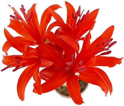 Nerine sarniensis - Blumenzwiebel