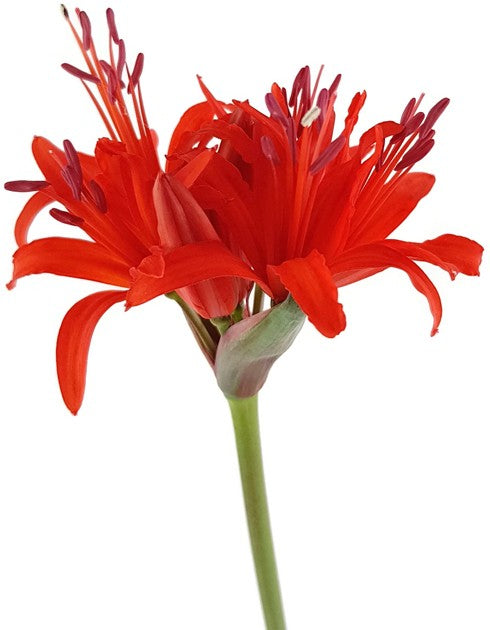 Nerine sarniensis - Blumenzwiebel