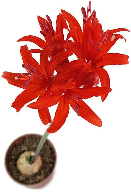 Nerine sarniensis - Blumenzwiebel