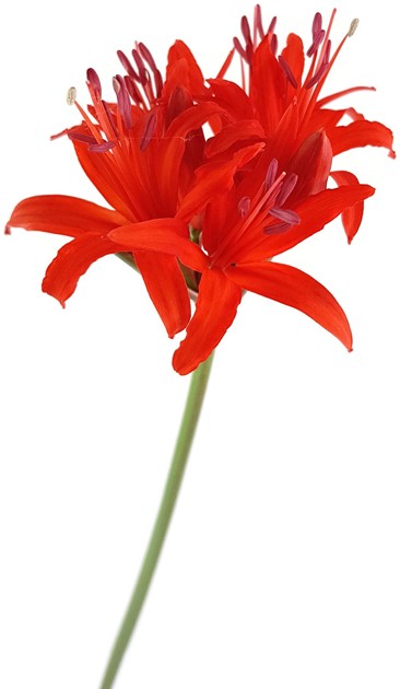 Nerine sarniensis - Blumenzwiebel