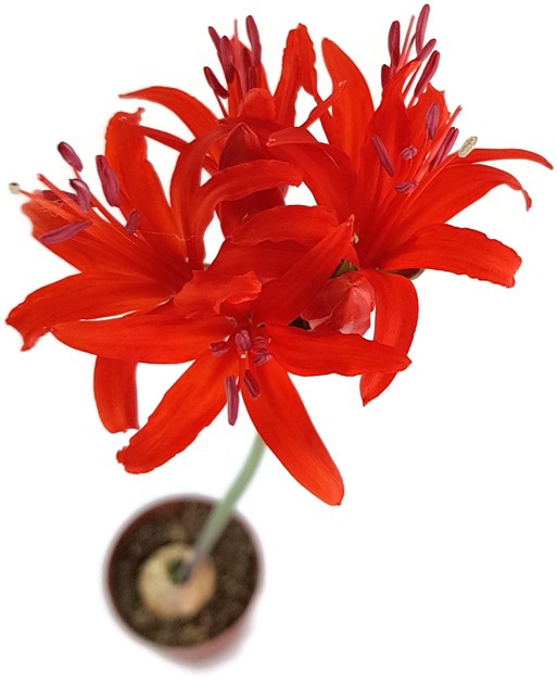 Nerine sarniensis - Blumenzwiebel