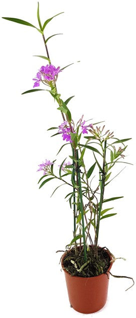 Orchidee - Oerstedella centradenia - Miniaturorchidee